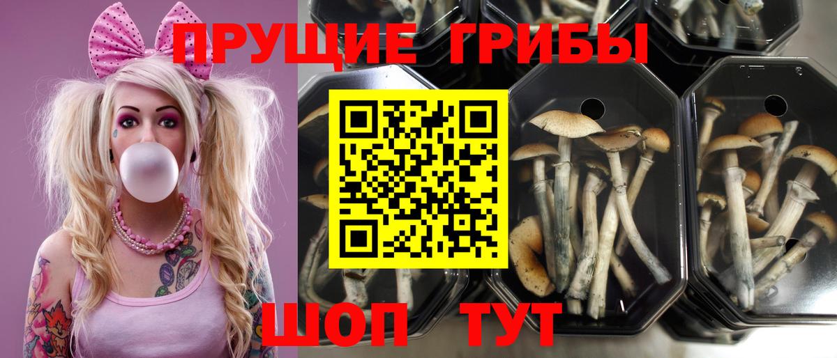Псилоцибиновые грибы Magic Shrooms  Псилоцибиновые грибы ЛСД  Ипатово  Вход с VPN 